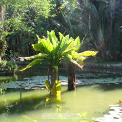 Location: Botanical Garden, Rio de Janeiro
Date: 2010-01-17