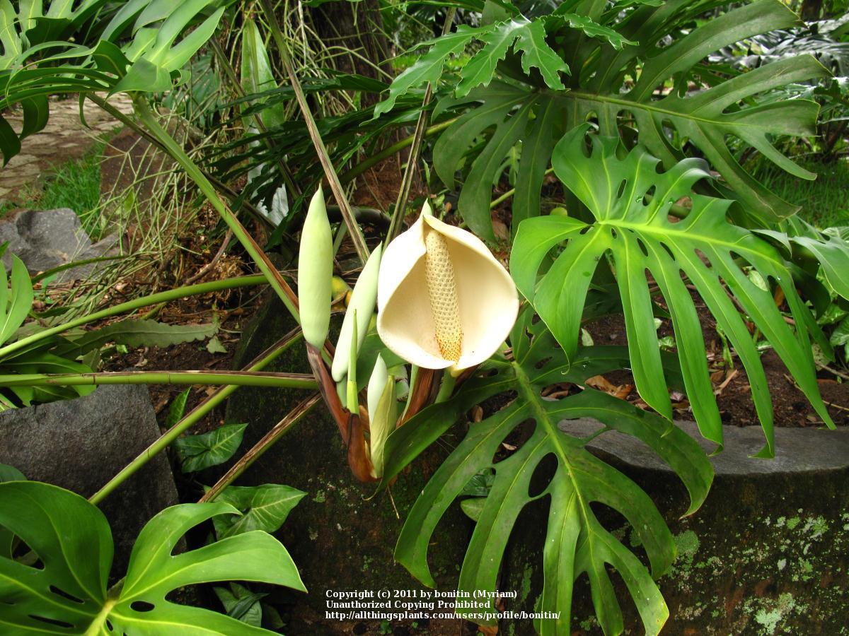 Photo of Split-Leaf Philodendron (Monstera deliciosa) uploaded by bonitin