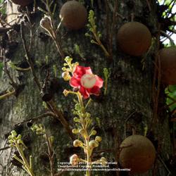 Location: Botanical Garden, Rio de Janeiro
Date: 2010-01-17
Flower with the big ball sized fruits..