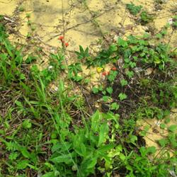 Location: Paraty, Brazil
Date: 2010-01-26
Growing in the wild on stony and sandy soil..