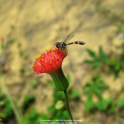 Location: Paraty, Brazil
Date: 2010-01-26
with hoverfly..:)