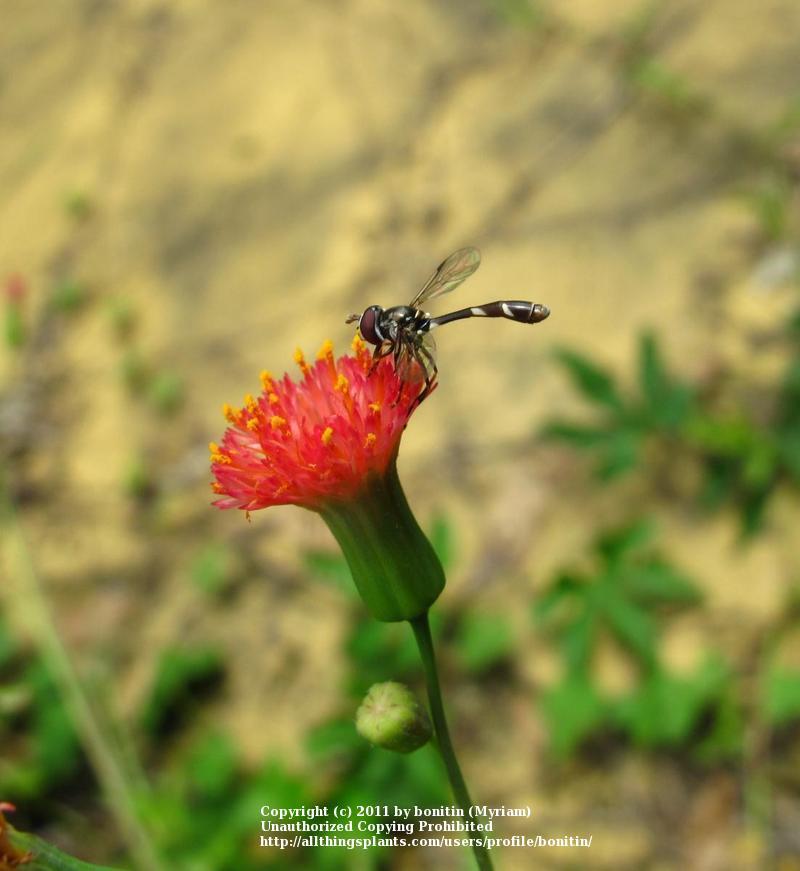 Photo of Florida Tassel Flower (Emilia fosbergii) uploaded by bonitin
