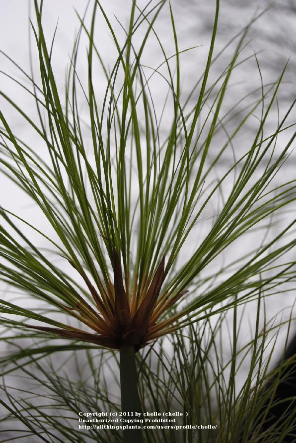 Photo of Papyrus (Cyperus papyrus Graceful Grasses® King Tut®) uploaded by chelle
