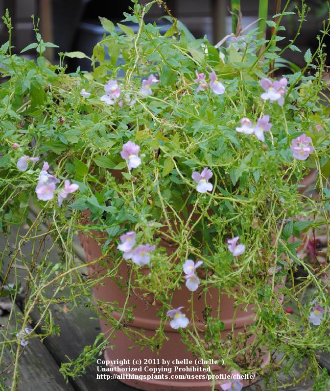 Photo of Nemesia (Nemesia fruticans Innocence® Opal) uploaded by chelle