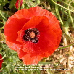 Location: Pappy Elkins Park.
Date: Summer 2000
Close up of Corn Poppy