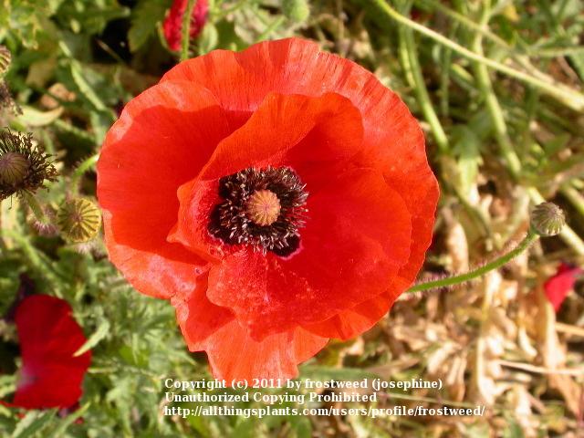 Photo of Field Poppy (Papaver rhoeas) uploaded by frostweed