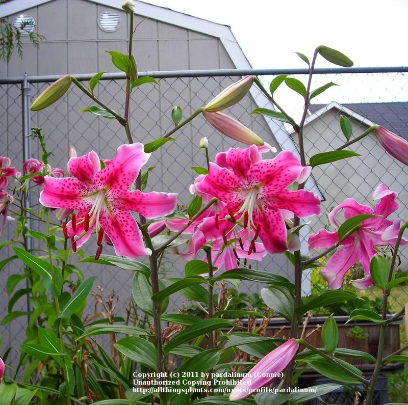Photo of Lily (Lilium 'Summer's End') uploaded by pardalinum