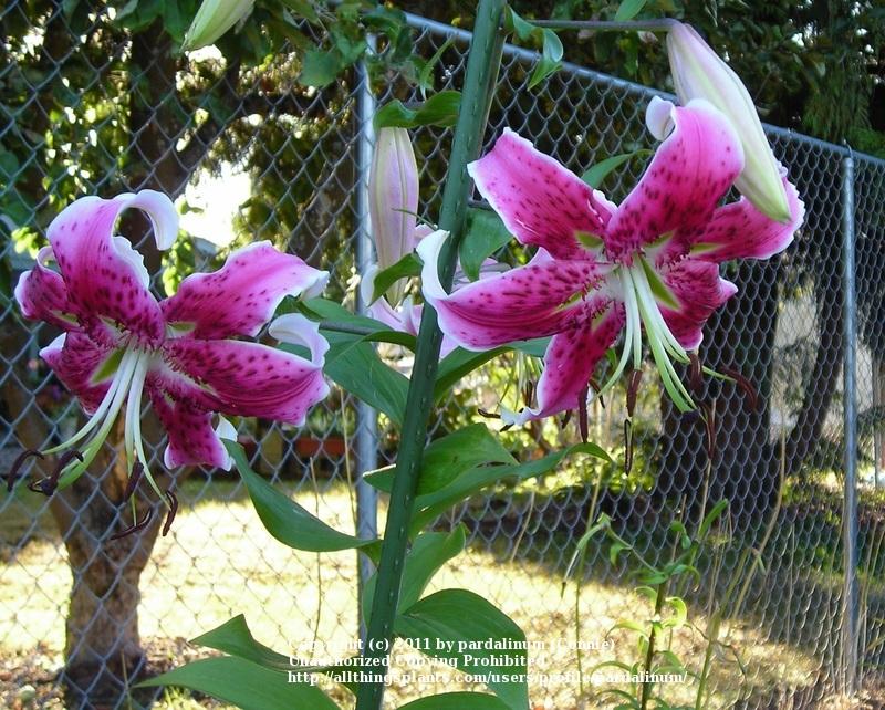 Photo of Lily (Lilium 'Arabesque') uploaded by pardalinum