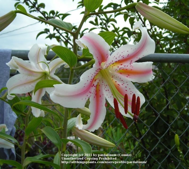 Photo of Lily (Lilium 'Skyscraper') uploaded by pardalinum