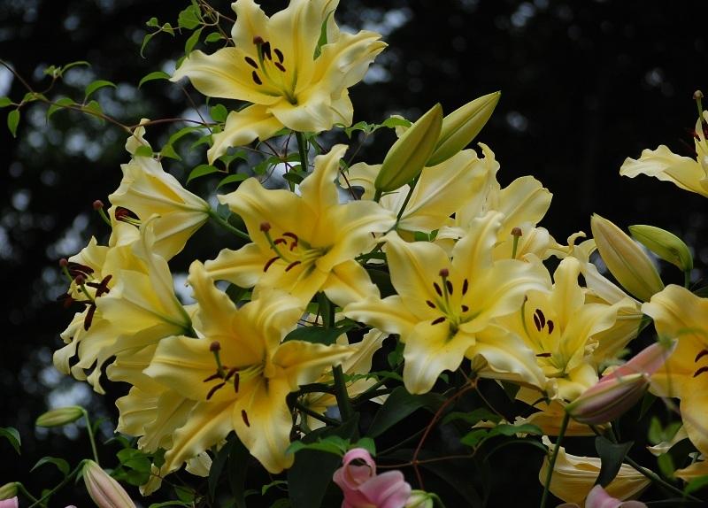 Photo of Lily (Lilium 'Baruta') uploaded by pixie62560