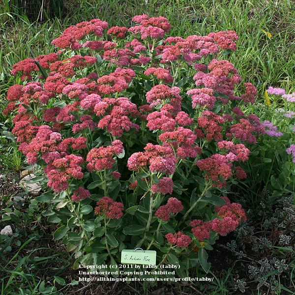 Photo of Stonecrop (Hylotelephium spectabile 'Autumn Fire') uploaded by tabby