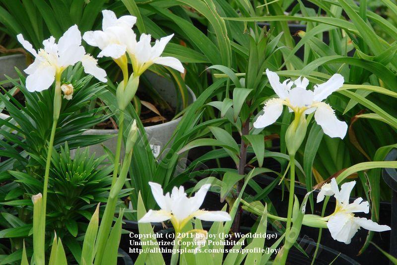 Photo of Species Iris (Iris tectorum 'Alba') uploaded by Joy