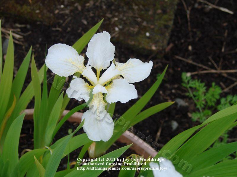 Photo of Species Iris (Iris tectorum 'Alba') uploaded by Joy
