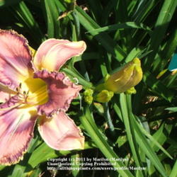 Location: Valley of the Daylilies in Lebanon, OH. Home of Dan and Jackie Bachman
Date: 2006-07-09