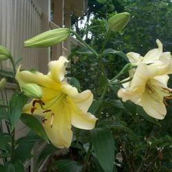 Location: In my garden. 
Same NO ID white lilies.