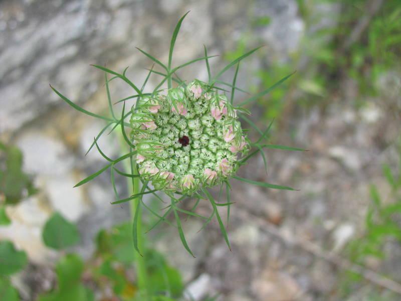 Photo of Queen Anne's Lace (Daucus carota) uploaded by jmorth