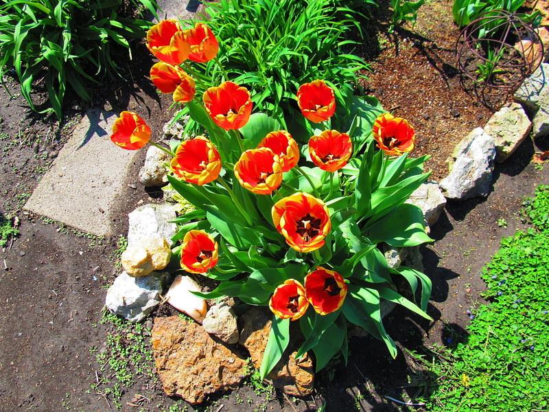 Photo of Darwin Tulip (Tulipa 'Banja Luka') uploaded by jmorth