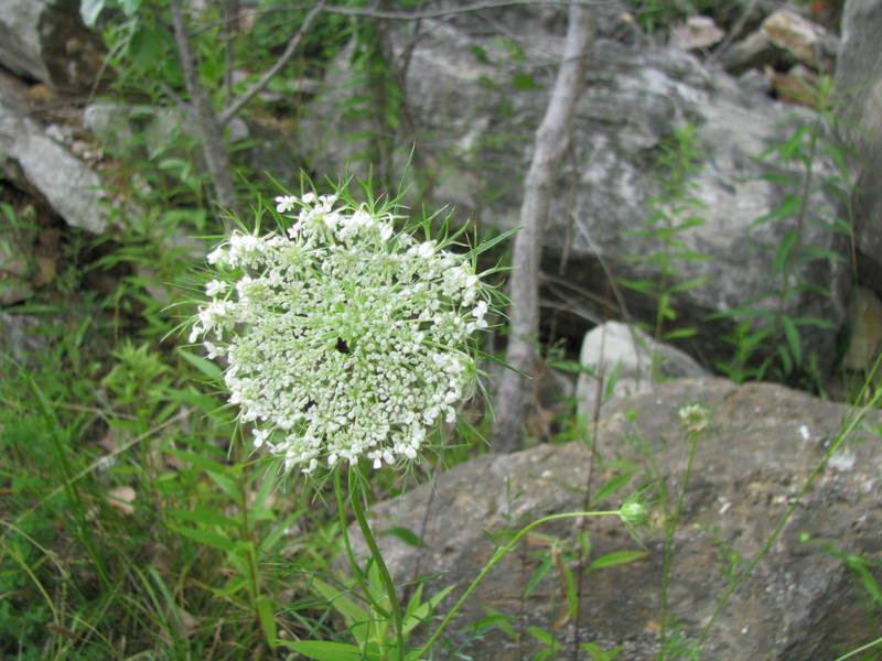Photo of Queen Anne's Lace (Daucus carota) uploaded by jmorth