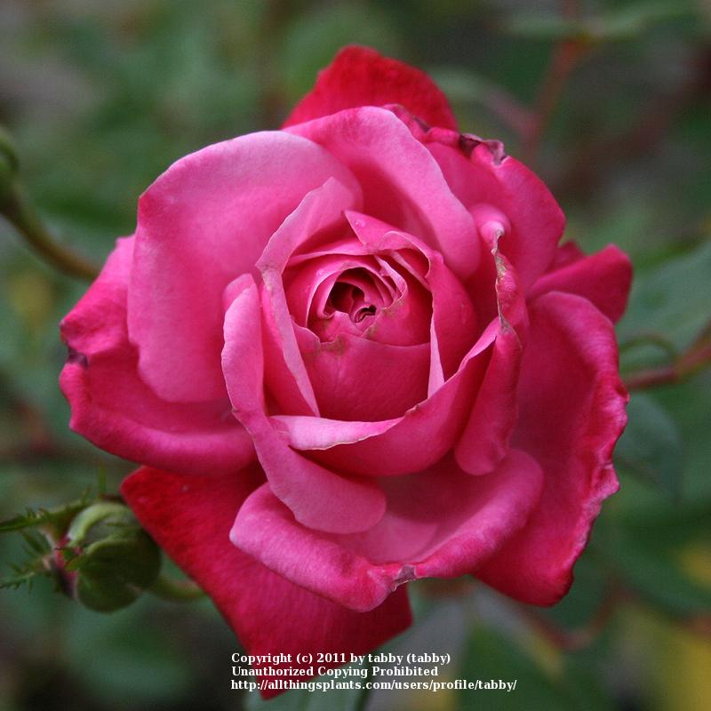 Photo of Rose (Rosa 'Winsome') uploaded by tabby