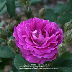 Location: my garden, Arvada, Colorado
Date: 2011-06-28