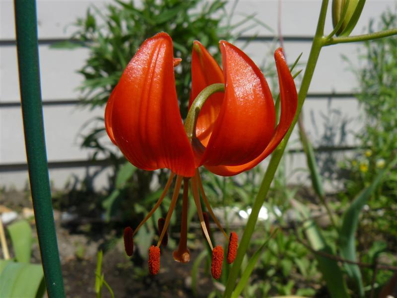 Photo of Coral Lily (Lilium pumilum) uploaded by threegardeners