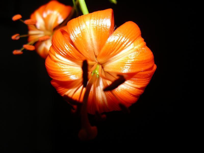 Photo of Coral Lily (Lilium pumilum) uploaded by threegardeners