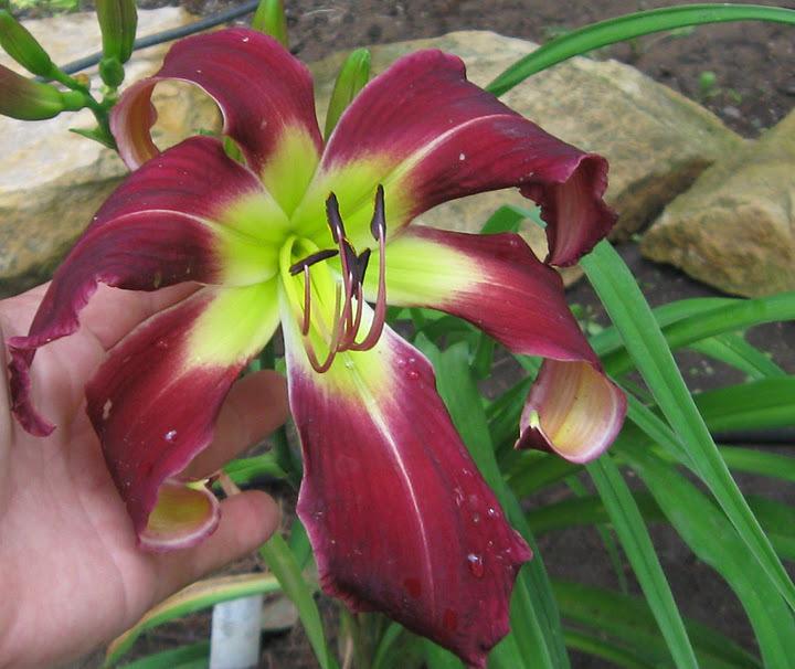 Photo of Daylily (Hemerocallis 'Arms to Heaven') uploaded by vic