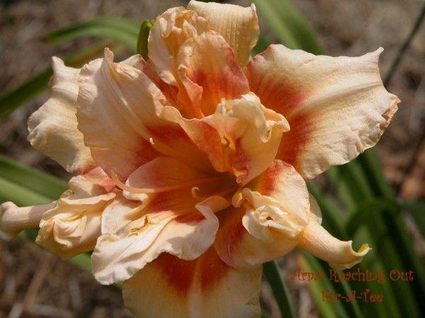 Photo of Daylily (Hemerocallis 'Arms Reaching Out') uploaded by vic