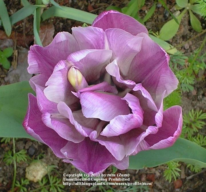 Photo of Double Late Tulip (Tulipa 'Blue Diamond') uploaded by zuzu