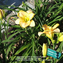 Location: Valley of the Daylilies in Lebanon, OH. Home of Dan and Jackie Bachman
Date: 2005-07-10