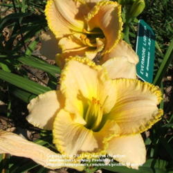 Location: Valley of the Daylilies in Lebanon, OH. Home of Dan and Jackie Bachman
Date: 2005-07-10
Beautiful flowers!