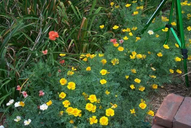 Photo of California Poppy (Eschscholzia californica) uploaded by Newyorkrita