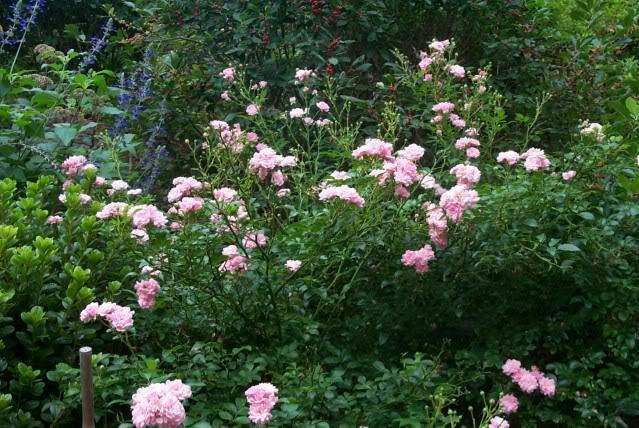Photo of Rose (Rosa 'The Fairy') uploaded by Newyorkrita