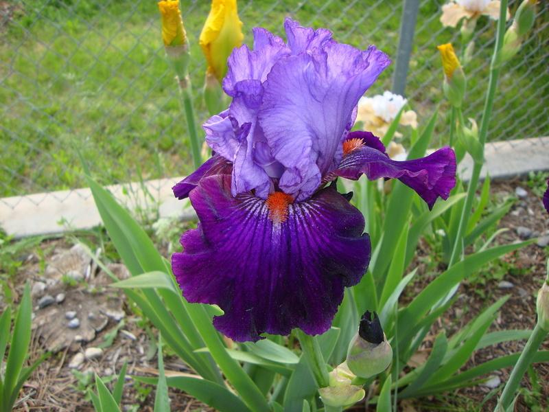 Photo of Tall Bearded Iris (Iris 'Socialist') uploaded by Paul2032