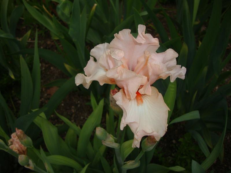 Photo of Border Bearded Iris (Iris 'Be My Baby') uploaded by Paul2032