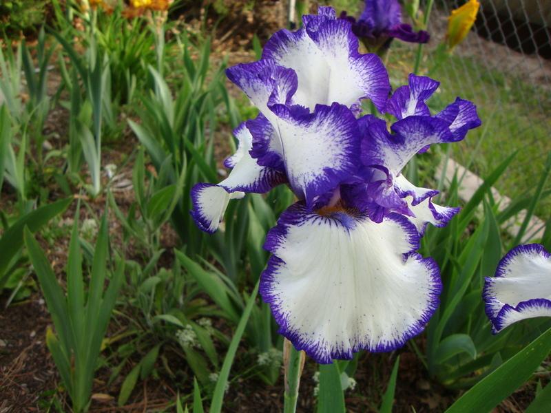 Photo of Tall Bearded Iris (Iris 'Classic Look') uploaded by Paul2032