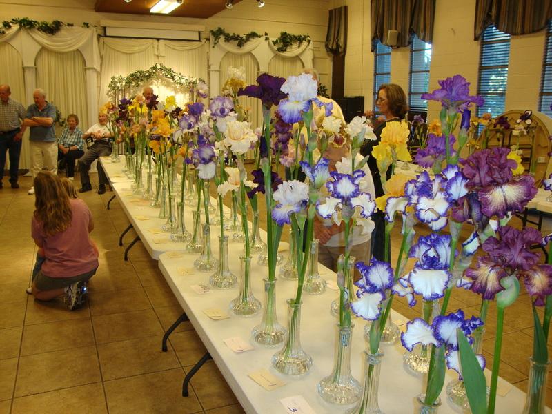 Photo of Irises (Iris) uploaded by Paul2032