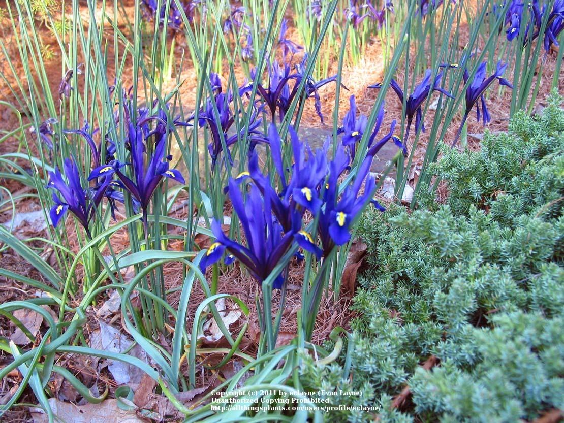 Photo of Reticulated Iris (Iris reticulata) uploaded by eclayne