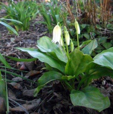 Photo of California Trout Lily (Erythronium californicum 'White Beauty') uploaded by ge1836