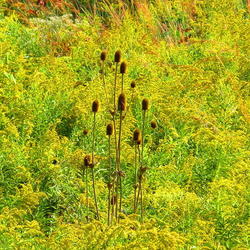 Location: central Illinois
Date: 2011-09-25
seedheads of teasel in goldenrod field