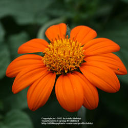 Showy Mexican Sunflowers