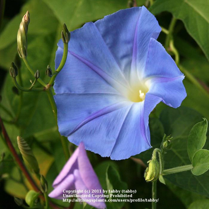 Photo of Morning Glory (Ipomoea tricolor 'Heavenly Blue') uploaded by tabby