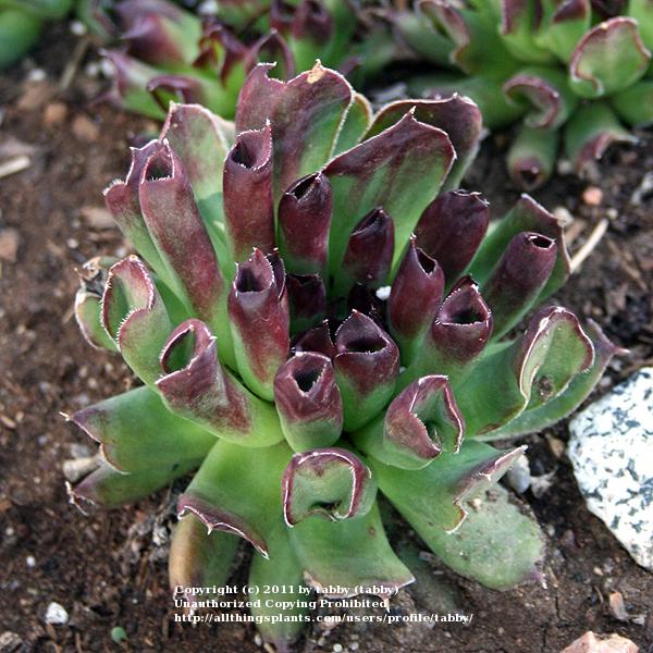 Photo of Hen and Chicks (Sempervivum 'Oddity') uploaded by tabby