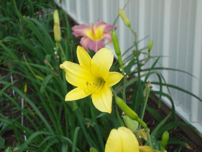 Photo of Daylily (Hemerocallis 'Autumn Daffodil') uploaded by vic