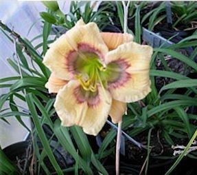 Photo of Daylily (Hemerocallis 'Artful Harvest') uploaded by vic
