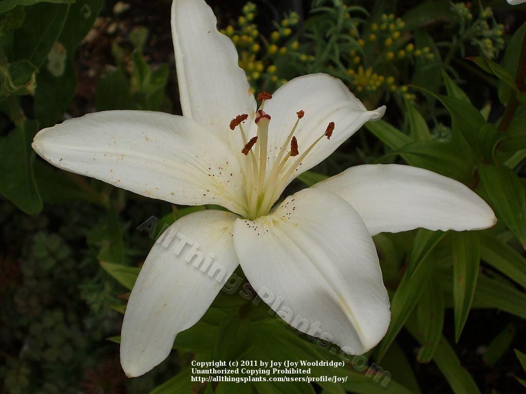 Photo of Lily (Lilium 'New Wave') uploaded by Joy