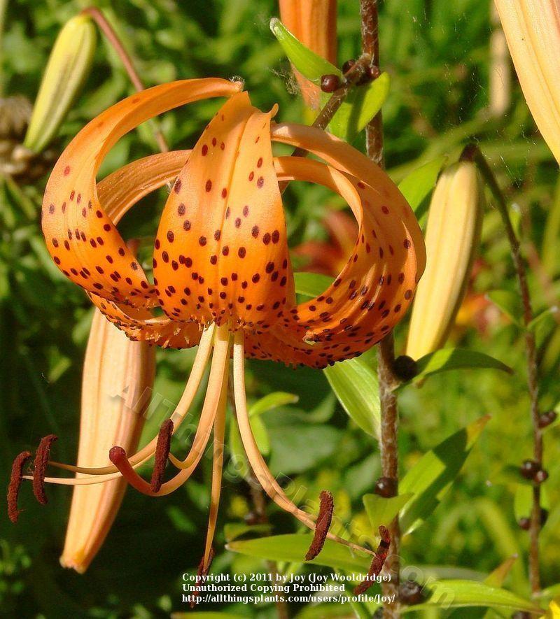 Photo of Tiger Lily (Lilium lancifolium) uploaded by Joy