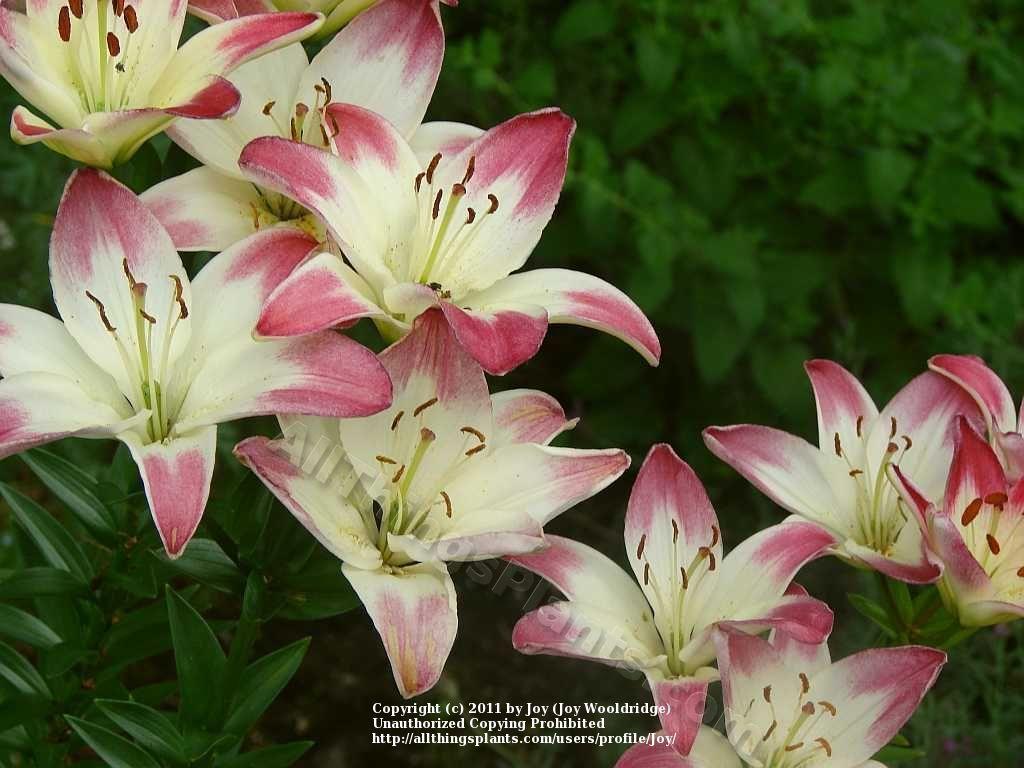 Photo of Lily (Lilium 'Lollypop') uploaded by Joy