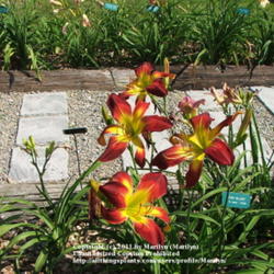 Location: Valley of the Daylilies in Lebanon, OH. Home of Dan and Jackie Bachman
Date: 2005-07-09