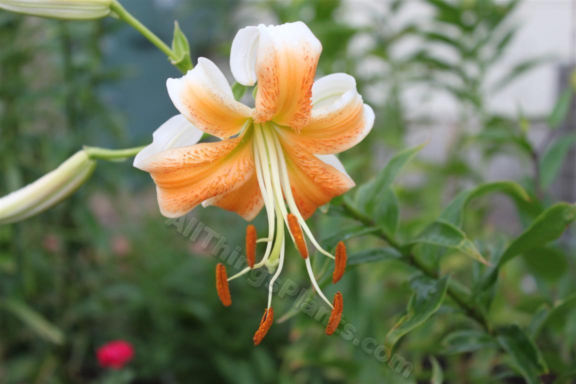 Photo of Lily (Lilium 'Lady Alice') uploaded by Shelly